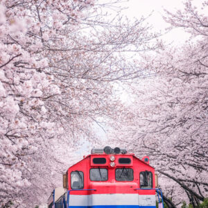 【鎮海賞櫻訂製遊】 私人包車